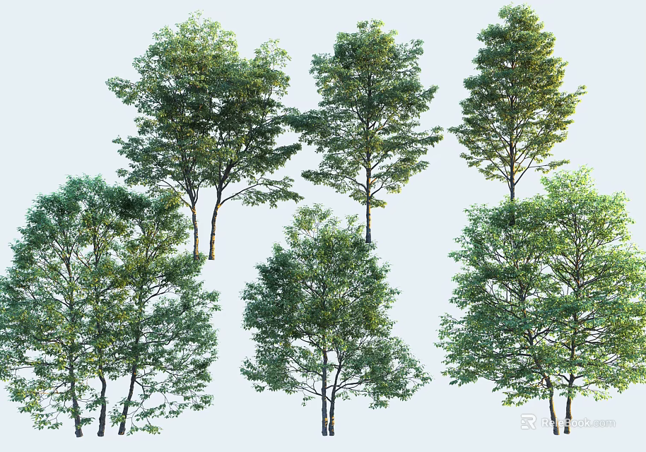 Different Types Of Tall Trees With Lush Green Foliage And Natural Growth 3d model 