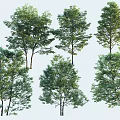Different Types Of Tall Trees With Lush Green Foliage And Natural Growth
