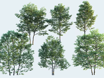 Different Types Of Tall Trees With Lush Green Foliage And Natural Growth 3d model