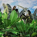 Lush Flowers And Green Plants With Large Leaves Against Blue Sky White Clouds