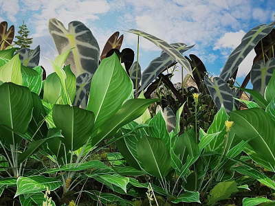 Lush Flowers And Green Plants With Large Leaves Against Blue Sky White Clouds 3d model
