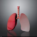 Human Lungs 3D Model with Red Color and Trachea Anatomical Structure 3d model