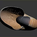 Nautilus Marine Creature Displaying Unique Spiral Shell With Orange And White Stripes