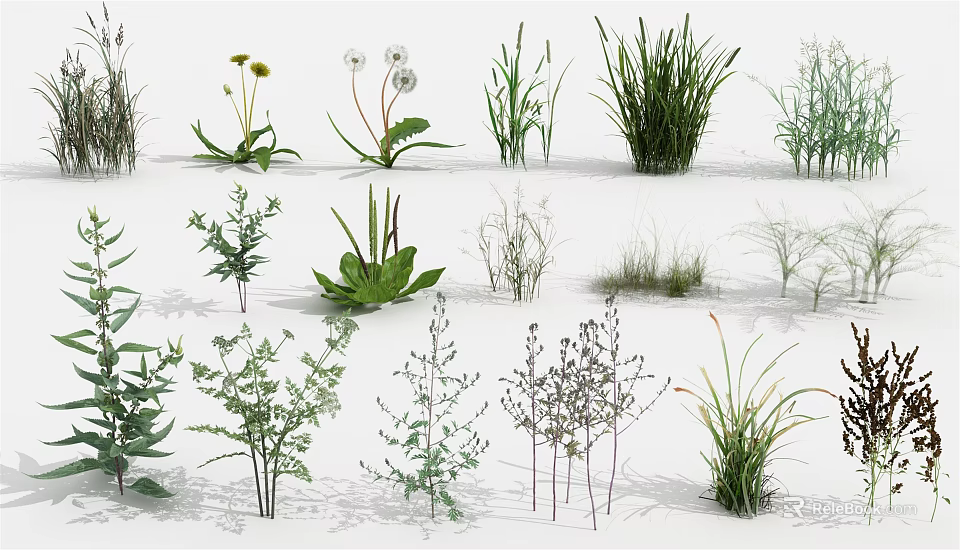 Various Types of Flowers and Grasses Displayed in Different Forms on White Background 3d model 