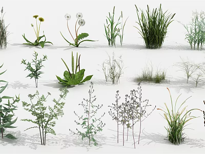 Various Types of Flowers and Grasses Displayed in Different Forms on White Background 3d model