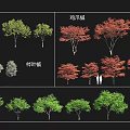 Different Arbor Varieties With Jizhua Maple Coniferous Maple Various Sizes Green Red Leaves