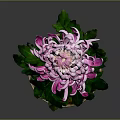 Blooming Purple and White Chrysanthemum Plant With Green Leaves In Terracotta Pot