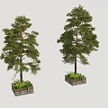 Two Tall Green Pine Arbor Planted In Square Planter Box With Grass