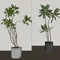Leafy Indoor Potted Plants in White and Black Pots with Slender Branches and Green Leaves