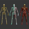 Human Medical Anatomical Models Skeleton Half And Full Muscle Structure 3d model