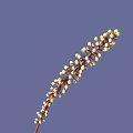 Elegant Flowering Plant With Slender Stem And Small White Blooms Against Purple Background