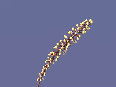 Elegant Flowering Plant With Slender Stem And Small White Blooms Against Purple Background 3d model