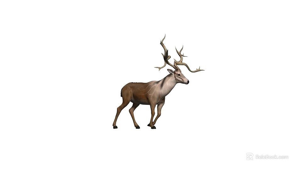 Detailed Realistic Deer With Big Antlers Standing On Plain White Background 3d model 