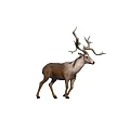 Detailed Realistic Deer With Big Antlers Standing On Plain White Background