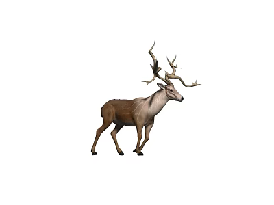 Detailed Realistic Deer With Big Antlers Standing On Plain White Background 3d model