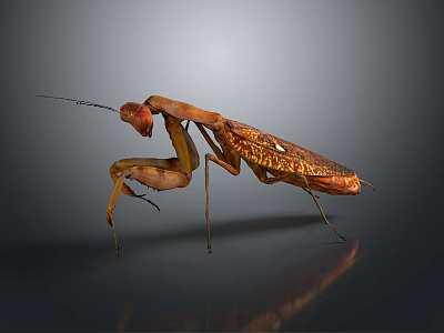 Detailed Brown And Orange Mantis Standing Isolated On Gray Background 3d model