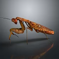 Detailed Brown And Orange Mantis Standing Isolated On Gray Background