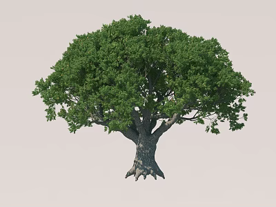 Large Tree With Lush Green Leaves Thick Trunk And Spreading Canopy 3d model