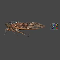 Detailed Cicada with Patterned Wings and Colorful Rubik's Cube on Gray Background 3d model