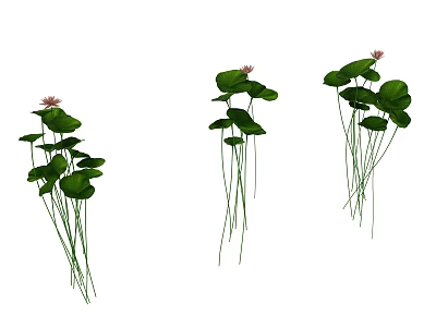 Beautiful Pink Lotus Flowers With Green Lily Pads And Long Stems 3d model