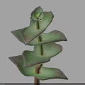 Succulent Plant With Spiral Arranged Green Leaves Purple Edges And Brown Stem