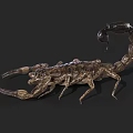 Detailed Realistic Scorpion On Black Background With Curled Tail And Sharp Pincers