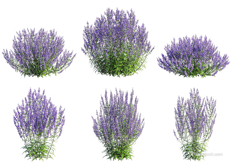 Vibrant Purple Lavender Bushes With Green Leaves In Garden 3d model 