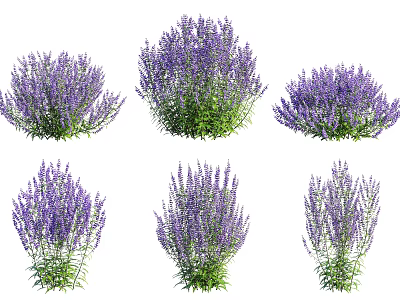 Vibrant Purple Lavender Bushes With Green Leaves In Garden 3d model