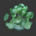 Lush Green Plant With Round Leaves In Transparent Glass Vase On Dark Background