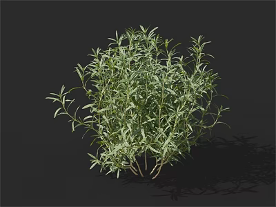 Green Herb Plant With Slender Leaves Bushy Growth And Black Background Shadow Detail 3d model