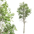 Three Varieties of Deciduous Trees With Lush Green Leaves and Textured Trunks