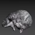 Fluffy Grey Cat Curled Up Sleeping Peacefully On Soft Surface