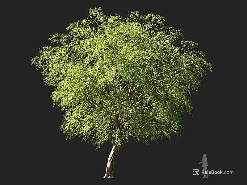 Tall Arbor Tree With Lush Green Foliage Straight Trunk And Human Silhouette For Size Comparison 3d model 