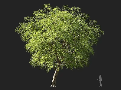 Tall Arbor Tree With Lush Green Foliage Straight Trunk And Human Silhouette For Size Comparison 3d model