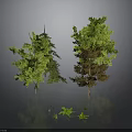 Various Green And Brown Trees With Small Plants On Gray Background With Ground Reflection