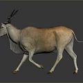 Graceful Light Brown Antelope With Long Horns On Dark Background 3d model