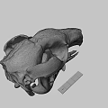 Detailed Animal Skull Anatomical Structure Featuring Natural Bone Texture And Teeth