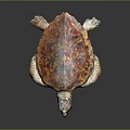 Colorful Sea Turtle with Red and Orange Shell Pattern Head and Limbs on Dark Background 3d model