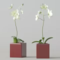 Elegant White Orchid Flowers in Red Square Vases Minimalist Home Decor