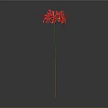 Red Flower With Slender Stem And Radiant Petals On Gradient Gray Black Background