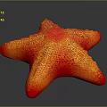 Vibrant Orange Red Starfish With Textured Surface And Glossy Appearance