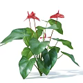 Red Anthurium Flowers in Decorative Vase with Green Leaves and Fresh Blooms