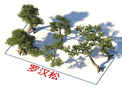 Pohan pine trees plants model