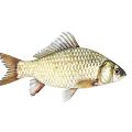 Various Colorful Aquatic Fish Species With Silver Striped And Golden Bodies