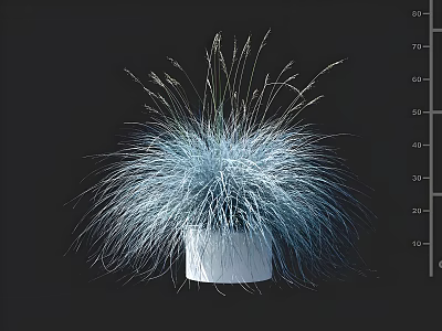 Elegant Blue Gray Ornamental Grass Planted in White Pot Against Black Background 3d model