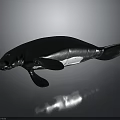 3D Rendered Manatee With Smooth Black Body And Flippers Underwater Creature Model