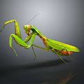 modern mantis sabros winged insect 3d model