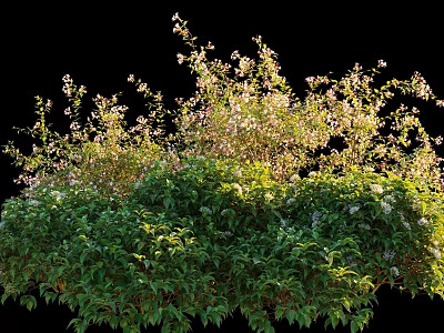 Lush Green Flowering Bush With Dense Foliage And White Blossoms In Garden 3d model