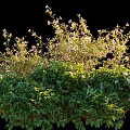 Lush Green Flowering Bush With Dense Foliage And White Blossoms In Garden