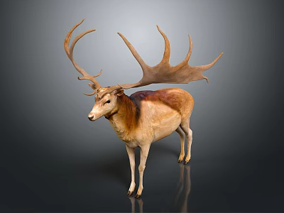 Majestic Brown And White Deer With Large Antlers Standing On Dark Background 3d model